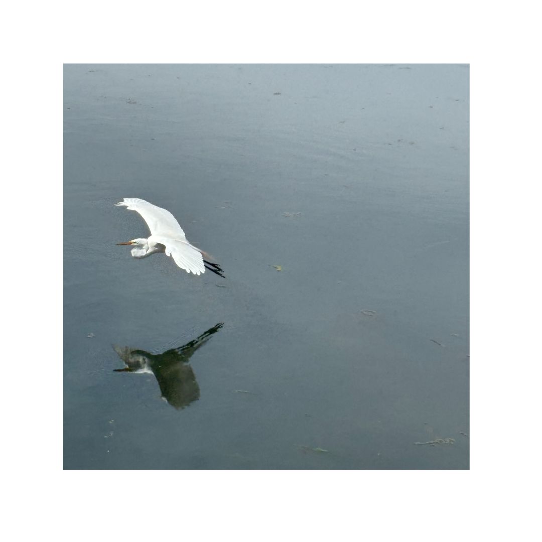 Satyagraha artwork